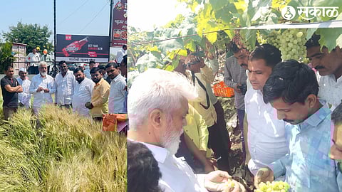 Minister Dadaji Bhuse while inspecting the vineyard and wheat crop field