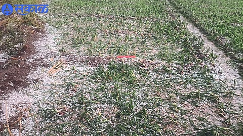 The state of the fields that have been hailed due to unseasonal rains.