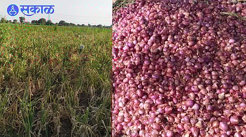 Due to untimely rains, the onion in the field is slowly on the verge of perishing