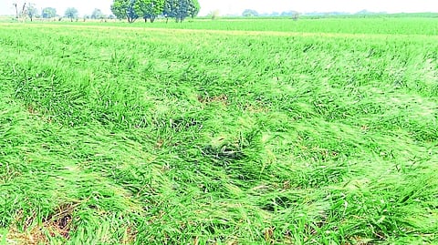 unseasonal rain damaged crops file photo