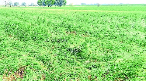 unseasonal rain damaged crops