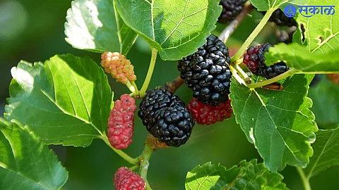Mulberry Juice Benefits