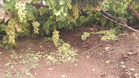 vineyard collapse by storm wind and hailstorm