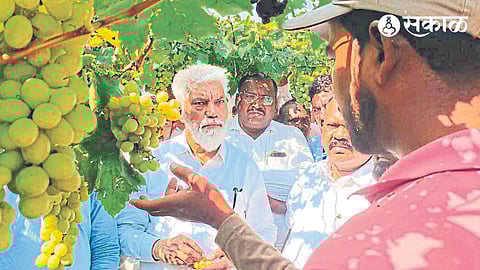 Guardian Minister Dada Bhuse on Sunday inspecting the damage to the vineyard due to unseasonal rain and hailstorm.