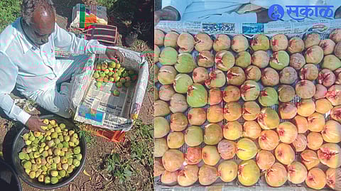 Changdev Jadhav produces figs worth 3 lakhs on 45 guntha area
