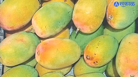 kesar mango entered for sale in the market.