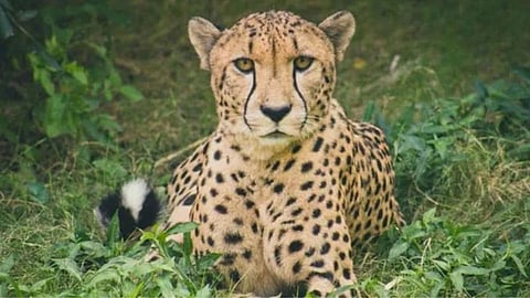 Cheetah Death