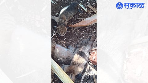 Chicks found in a maize field in Shiwar