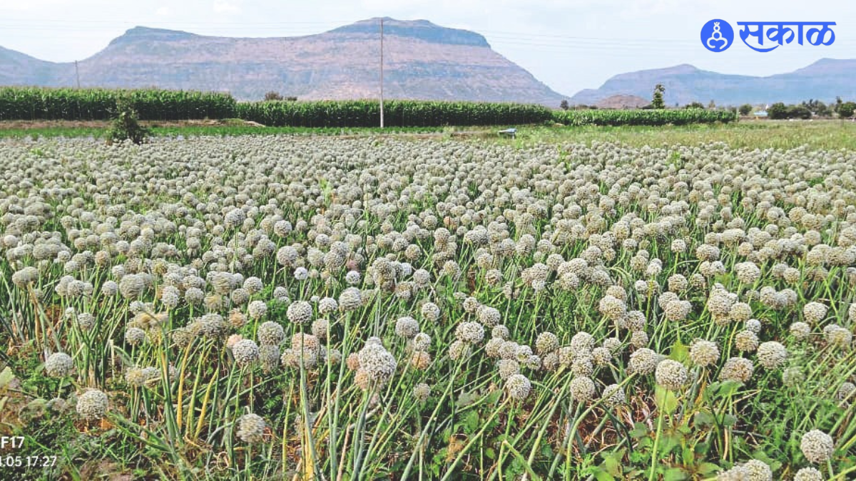 Onion Dongla crop in Sanjay Bachhao's farm