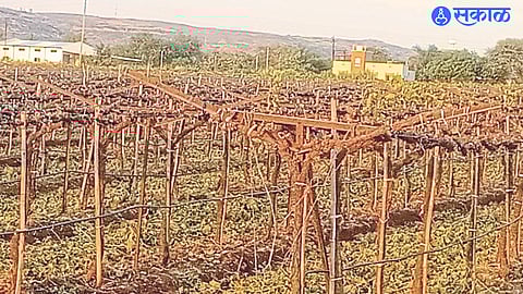 pruning of Uttam Kotkar's vineyard.