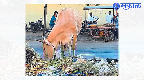 health of cows is in danger due to plastic in garbage