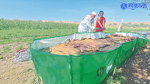 A semi-enclosed facility for goat rearing.