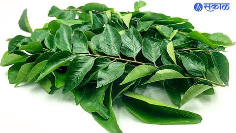 Curry Leaves For Hair growth