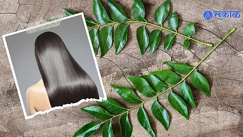 Curry Leaves For Hair