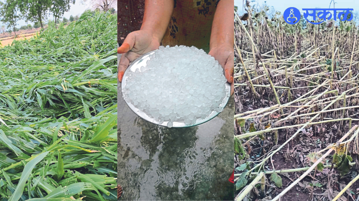 Hail collected in a plate. and destroyed sorghum, sunflower
