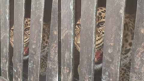 12 year old boy killed in leopard attack forest department Leopard caged in Jakmatha area of Otur pune