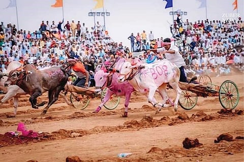 bullock cart race winner