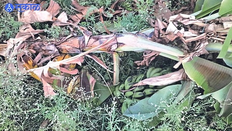 Bunches of harvested bananas in the field were uprooted.