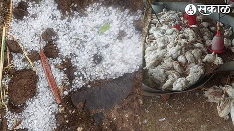 Damaged Poultry farmer