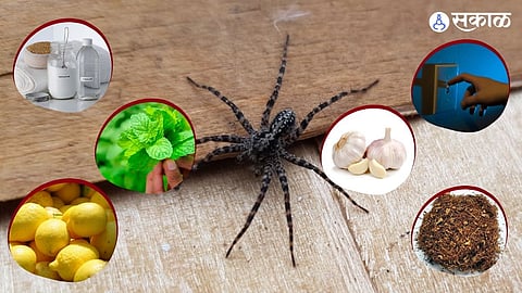 How to Get Rid of Spider Webs