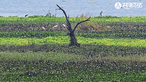 Waterfowl and birds in the bird sanctuary.