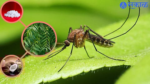 Home Remedies For Mosquitos