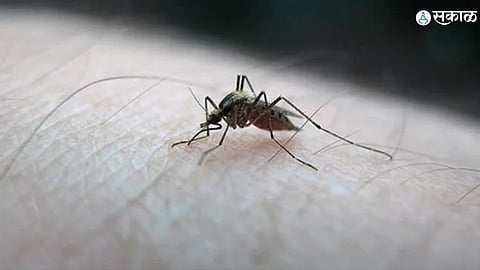 Tips For Mosquitoes