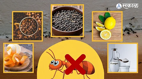 Ants Prevention Tips