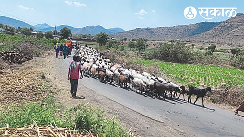 A shepherd with his sheep on his way to his native village