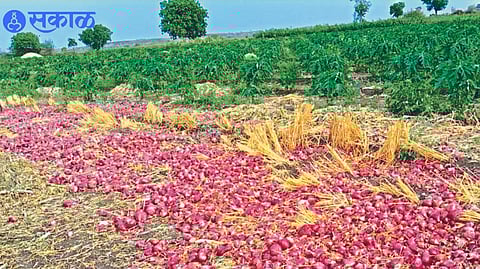 unseasonal rain crop damage