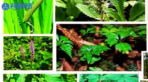 Nashik News : वनविभागातर्फे अमृत वनउद्याने! दुर्मिळ-औषधी वनस्पतींची लागवड...