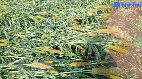 Nashik Unseasonal Rain Hundreds of hectares of land were affected