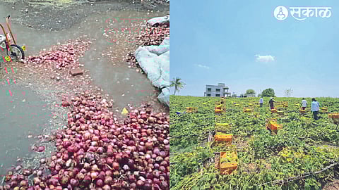 Storm-ravaged vineyard soaked onions