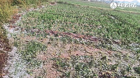 Hailstorm caused damage to onions in the taluka on Sunday evening