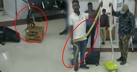 22 snakes of different species found in luggage of female passenger at Chennai airport