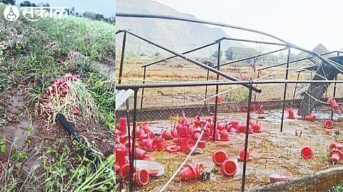 Damage to onion crop harvested due to unseasonal hailstorm in Kokade Shivara & Poultry shed damaged due to storm in Mohandari.