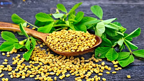 Fenugreek Benefits