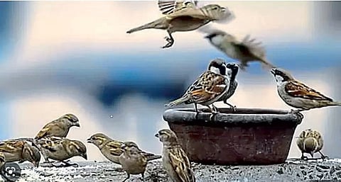 पशु - पक्ष्यांकडे होत असलेले दुर्लक्ष