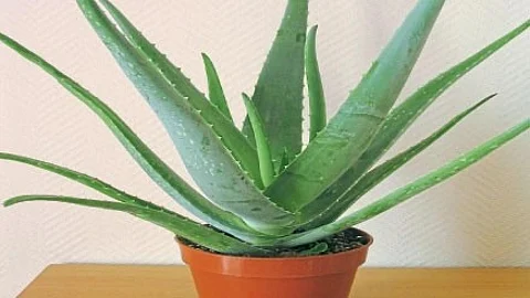 dr kiran pathak writes Multipurpose Aloe vera health skin