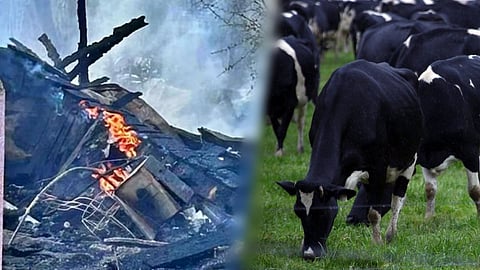 US Dairy Farm Fire