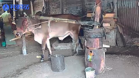 oil machine driven by bullock in rural areas Expired