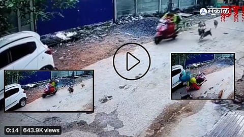 Dog Attack Viral Video