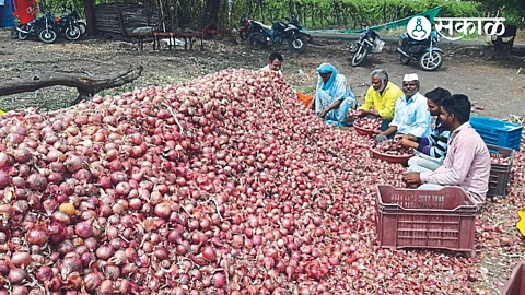 Tope Kuntubiya while picking onions from chali soaked by untimely rains