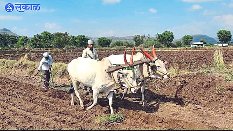 A farmer plowing a field with a pair of bullocks
