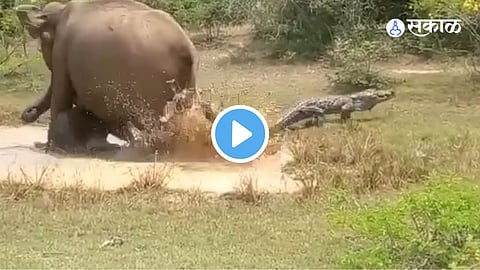 Viral Video