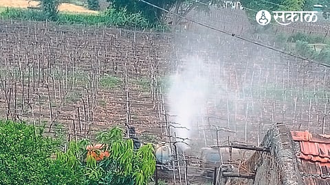 A farmer spraying pesticides in a vineyard.