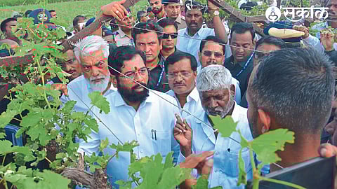 Chief Minister Eknath Shinde inspecting the damaged grape crop due to unseasonal rain and hail and taking information from the farmers.