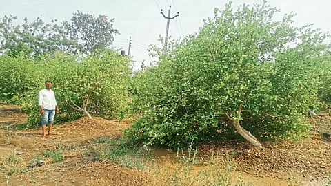 crop damage unseasonal rain 16 animals died lightning one died akola