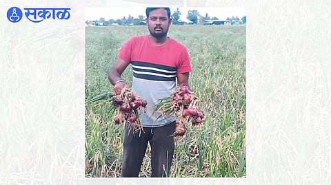 A farmer showing a spoiled onion in the ground.
