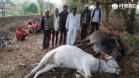 at Manjarpada bulls killed by lightning at Surgana